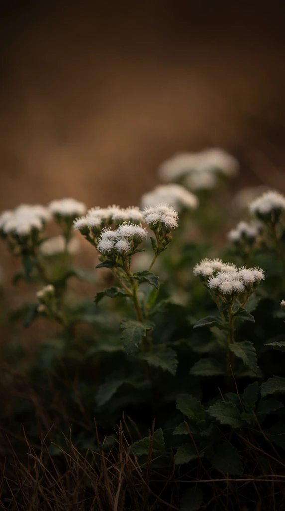 clusters of delicate white fuzzy wildflowers, green stems, jagged leaves, macro photography, shallow depth of field, sharp focus on central blooms, heavy background blur, soft bokeh, dry brown grasses, dark green foliage, earthy warm brown backdrop, moody atmospheric lighting, soft natural light