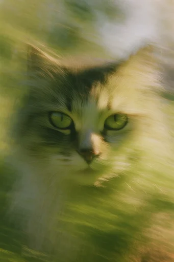 Ethereal Kinetic Impressionism style reference image — organic color palette