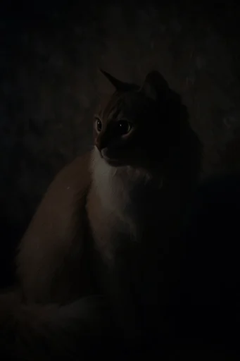 Cinematic Chiaroscuro Portraiture style reference image — shallow depth of field