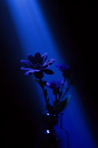Cinematic Cobalt Chiaroscuro style reference image — dramatic spotlight