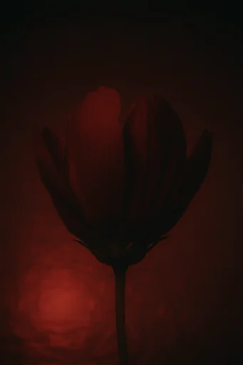 Cinematic Crimson Noir style reference image — low-key moody lighting