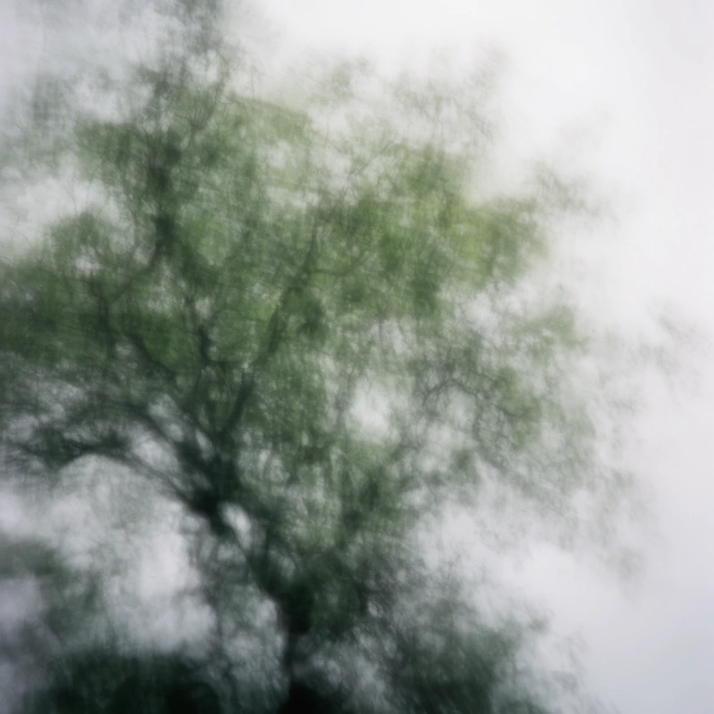 abstract blurred tree canopy against a hazy white sky, heavy motion blur, ethereal atmosphere, muted green and dark grey foliage, soft focus, impressionistic nature photography