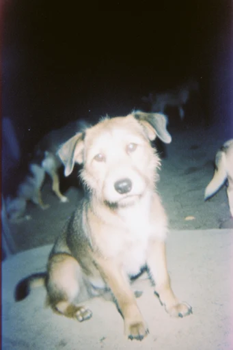 Gritty Analog Snapshot style reference image — chemical degradation