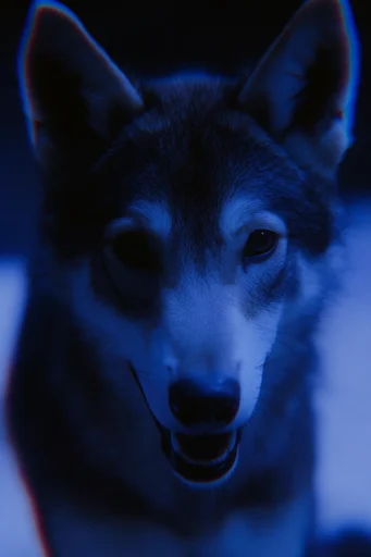 Luminous Cobalt Cyber-Noir style reference image — high-contrast chiaroscuro