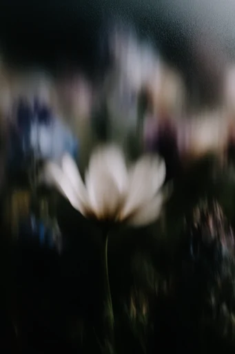 Cinematic Nocturnal Blur style reference image — selective focus
