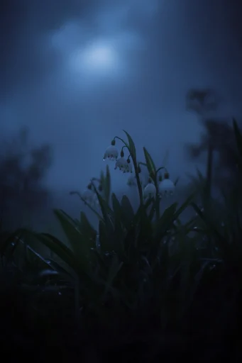 Ethereal Nocturnal Solitude style reference image — mysterious luminous glow