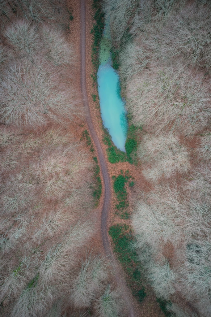 An aerial top-down view captures a winding dirt path dissecting a dense forest of bare, deciduous trees, their intricate, leafless branches creating a textured, pale gray and brown canopy. The path, a darker shade of brown, meanders vertically through the center, cutting through a carpet of fallen, rust-colored leaves. Parallel to the upper section of the path lies a small, elongated body of water, striking in its opaque, turquoise-blue hue, contrasting sharply with the surrounding muted earthy tones. Patches of deep green moss or low-lying vegetation cluster around the lower edges of the water and sporadically along the path. The lighting is flat and overcast, casting soft, indistinct shadows that emphasize the fractal-like patterns of the bare branches. The composition is expansive, filling the frame with the natural textures of the dormant forest and the stark, colorful interruption of the turquoise water.