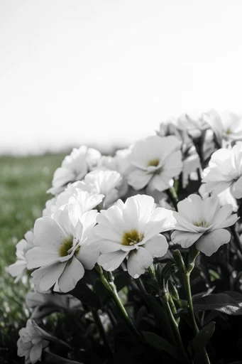 Graphic Monochrome Minimalism style reference image — clean directional lighting