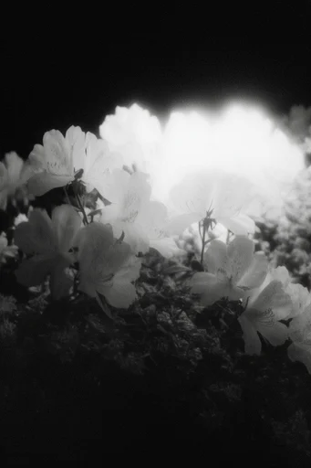Monochrome Occult Surrealism style reference image — surreal minimalism