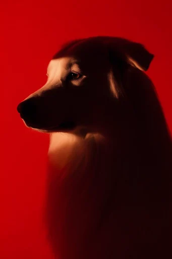 Crimson Chiaroscuro Noir style reference image — editorial fashion