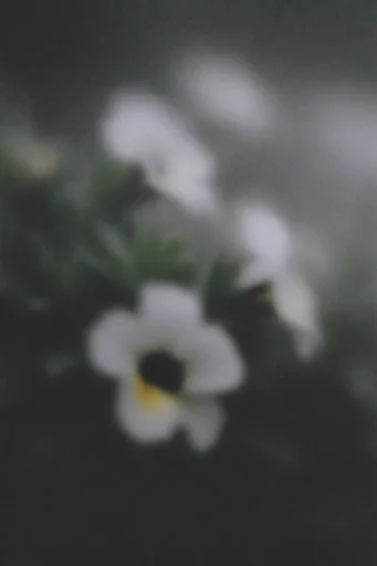 Spectral Monochrome Noir style reference image — soft-focus dreamscape