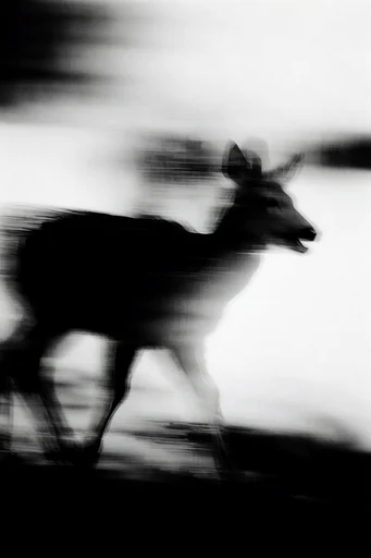 Haunting Liminal Monochrome style reference image — motion blur