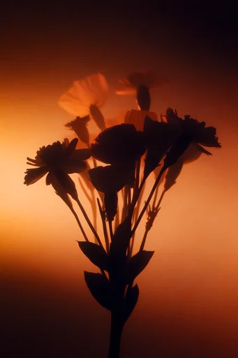Luminous Amber Silhouette style reference image — minimalist backlighting