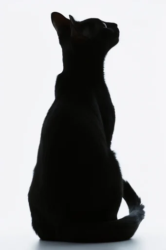Monochromatic Sculptural Minimalism style reference image — backlit rim lighting