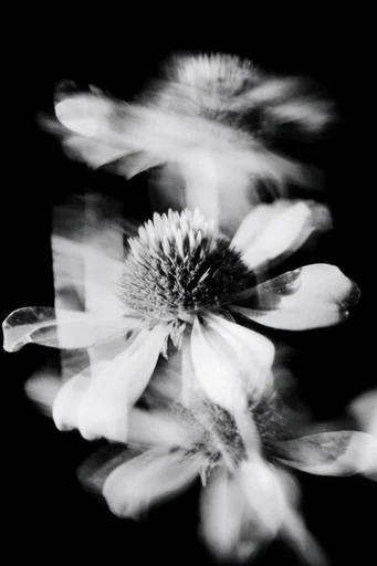 Spectral Monochrome Noir style reference image — stark black background