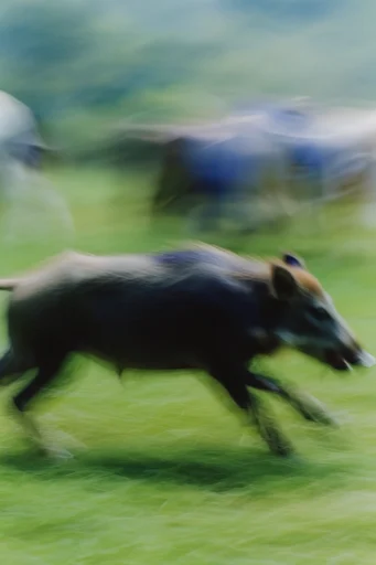 Kinetic Impressionist Motion style reference image — impressionistic photography