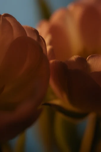 Intimate Amber Chiaroscuro style reference image — dramatic rim lighting