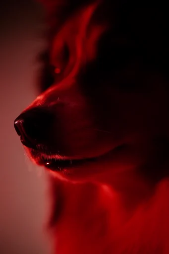 Crimson Noir Surrealism style reference image — stark black background