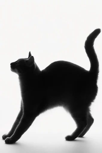 Ethereal Monochrome Silhouette style reference image — ethereal lighting
