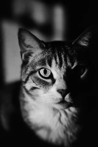 Cinematic Monochrome Realism style reference image — high-contrast black and white photography