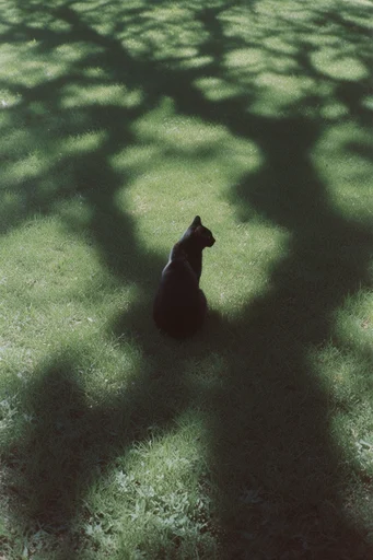 Verdant Atmospheric Minimalism style reference image — analog film aesthetic
