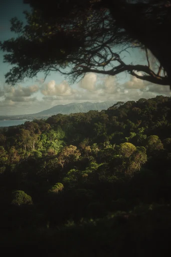 Cinematic Overgrown Wilderness style reference image — dappled sunlight