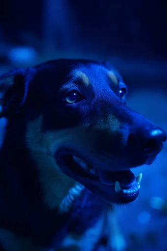 Bioluminescent Cobalt Noir style reference image — intense close-up portrait