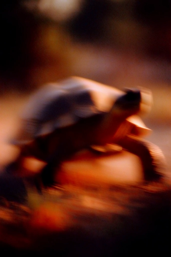 Crimson Nocturnal Blur style AI image example 3