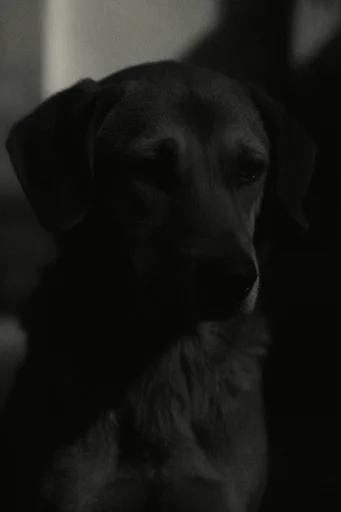 Cinematic Noir Grain style reference image — dramatic shadow play