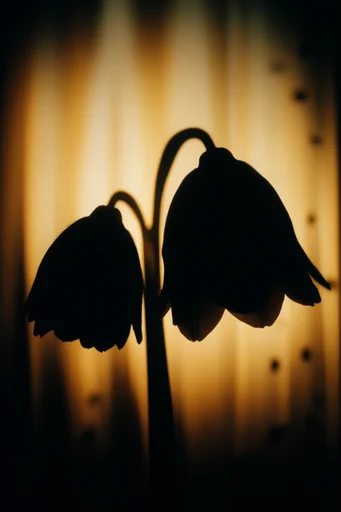 Luminous Amber Silhouette style reference image — soft-focus atmosphere