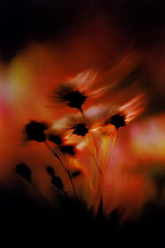 Nocturnal Crimson Grain style reference image — surreal nocturnal atmosphere