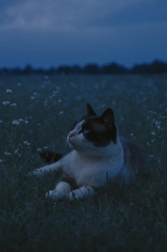 Nocturnal Twilight Melancholy style reference image — dreamlike shallow depth