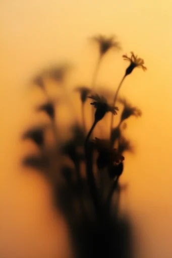 Atmospheric Amber Minimalism style reference image — liminal space