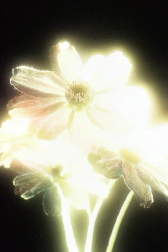 Ethereal Spectral Chiaroscuro style reference image — pitch-black background