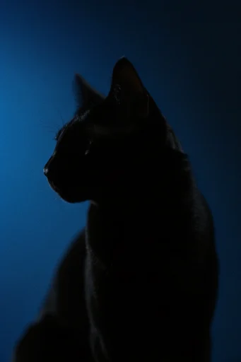Cinematic Cyan Noir style reference image — cinematic film grain