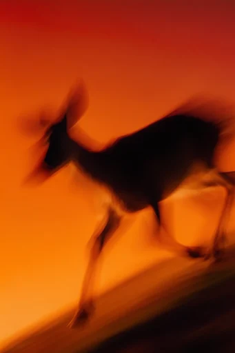 Luminous Amber Silhouette style reference image — intentional motion blur