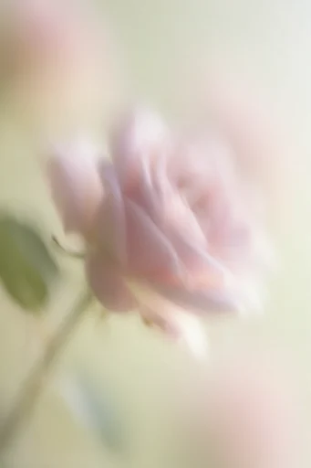 Ethereal Botanical Abstraction style reference image — dreamy macro photography
