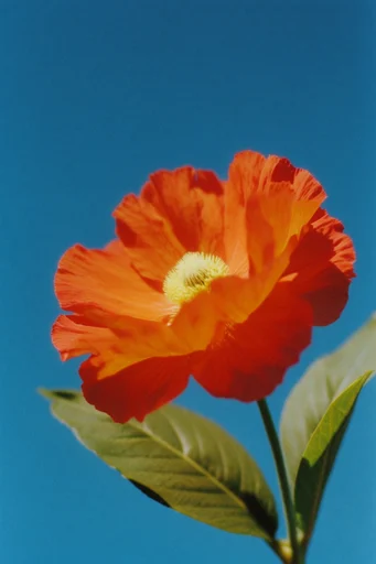 Cobalt Botanical Fauvism style reference image — vivid orange and crimson