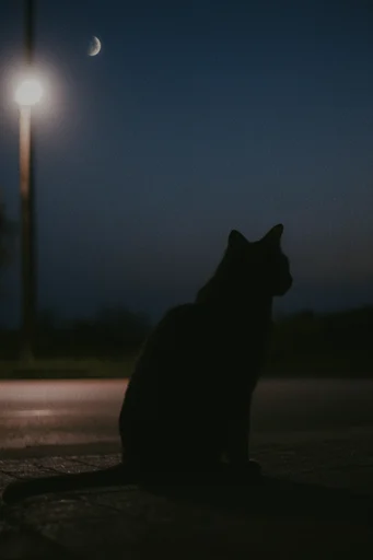 Cinematic Nocturnal Melancholia style reference image — high contrast silhouettes