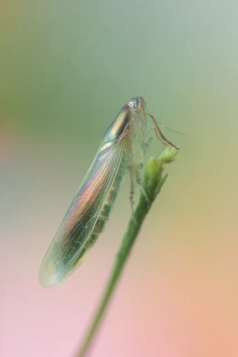 Ethereal Macro Microcosm style AI image example 3