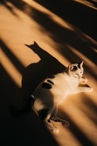 Cinematic Amber Chiaroscuro style reference image — nocturnal noir atmosphere