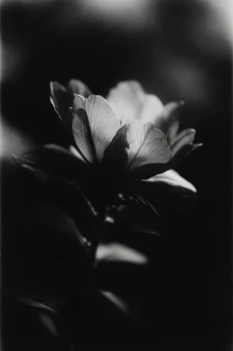 Spectral Analog Noir style reference image — ethereal silhouettes