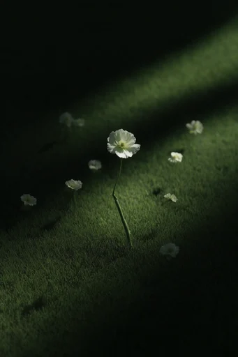 Minimalist Verdant Chiaroscuro style reference image — high contrast