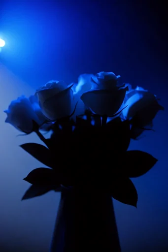 Cinematic Cobalt Noir style reference image — minimalist composition