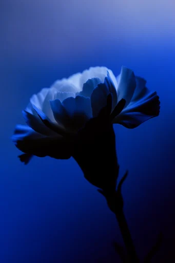 Monochromatic Cyan Nocturne style reference image — cinematic lighting