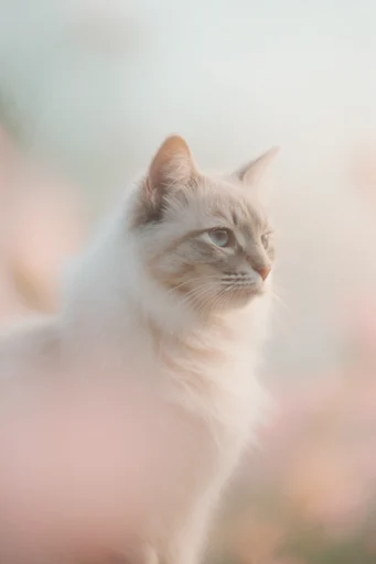 Luminous Ethereal Macro style reference image — luminescent backlighting