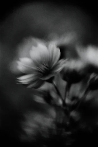 Cinematic Monochrome Noir style reference image — vintage silver gelatin aesthetic