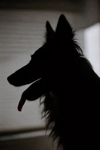 Cinematic Shadow Noir style reference image — mysterious backlighting