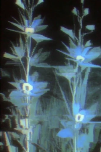 Analog Glitch Noir style reference image — chromatic aberration