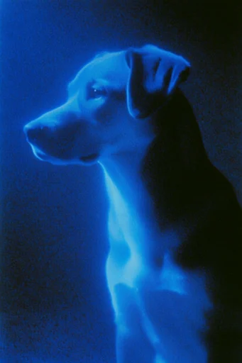 Luminescent Indigo Nocturne style reference image — mysterious nocturnal atmosphere